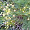 Sweet Fennel
