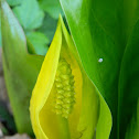 Western Skunk Cabbage