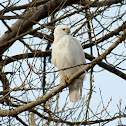 Red-Tailed Hawk