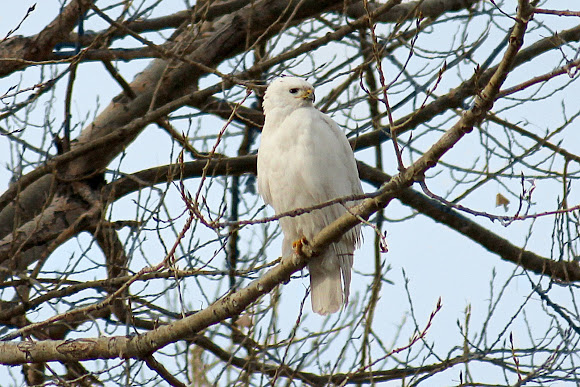 Spotting Image 1