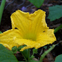 Pumpkin Flower