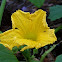 Pumpkin Flower