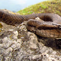 Himalayan Pit Viper