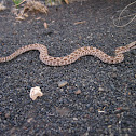 Prairie Rattler