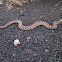 Prairie Rattler