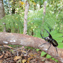 giant rhinoceros beetle