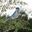 Florida Scrub Jay
