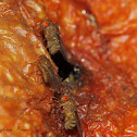 Vinegar Flies