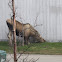 Moose