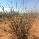 Ocotillo