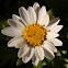 Ox-Eye Daisy