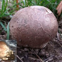 Calvatia cyathiformis (Purple-spored Puffball)