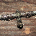 Eutelidae