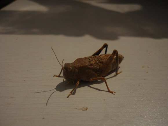 Spotting Image 1