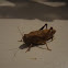 Grasshopper
