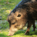 White-Lipped Peccary