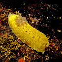 Monterey Sea Lemon