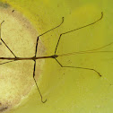 Stick Bug