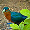 Chestnut-breasted Malkoha