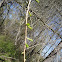 Tamarack Larch