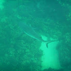 Blacktip reef shark