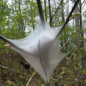 Eastern Tent Caterpillar