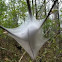 Eastern Tent Caterpillar