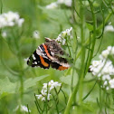red admiral