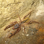 Sun Spider