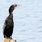 Indian Cormorant