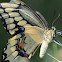 Giant swallowtail