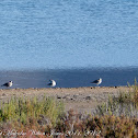 Grey Plover; Chorlito Gris