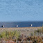 Grey Plover; Chorlito Gris