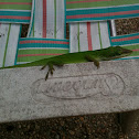 Green anole (lizard)