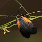 Orange-patched Smoky Moth