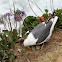 (Nesting) Western Gull