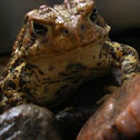 Northern Leopard Frog
