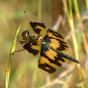 Variegated Flutterer (female)