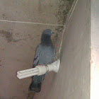 Pigeons