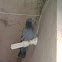 Pigeons