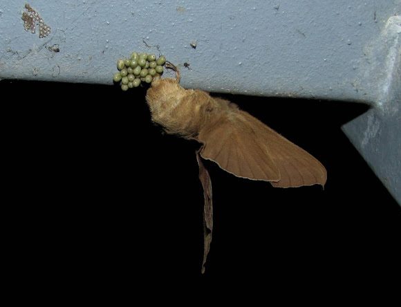 Spotting Image 1