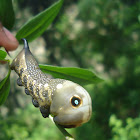 Oruga