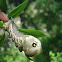 Oruga