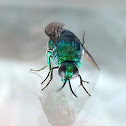 Cuckoo Wasp