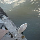 Egret