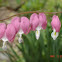 Bleeding Heart