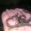 Earthworm