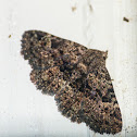 Common fungus moth