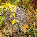 Bald-Faced Hornet (Nest)