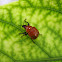 Leaf-rolling Weevil